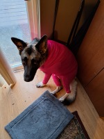 A German Shepherd dog in a hot pink onesie looking with big eyes directly at the camera.
